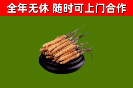 资阳回收散虫草